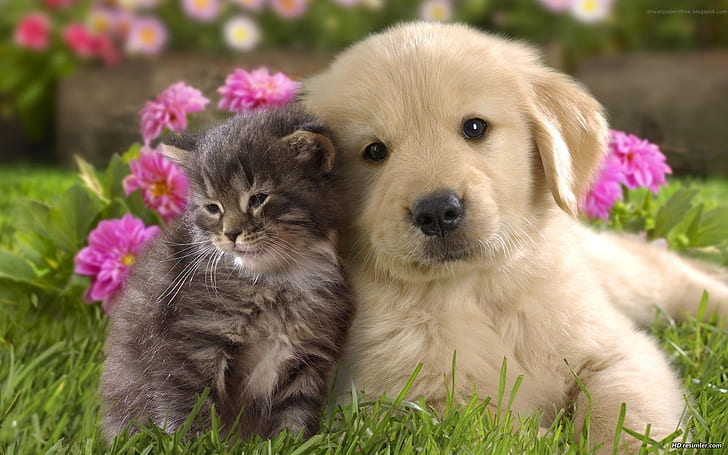 cats-animals-dogs-friendship-1920x1200-animals-dogs-hd-art-wallpaper-preview
