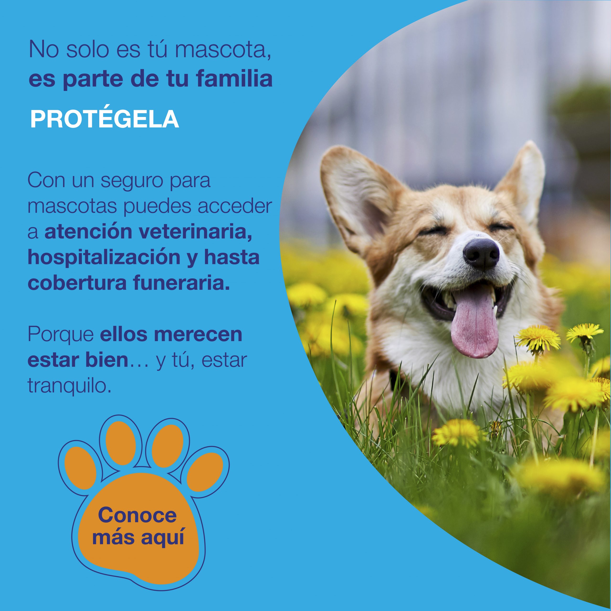 Banner-Mascota